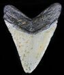 Bargain, Megalodon Tooth - North Carolina #59032-2